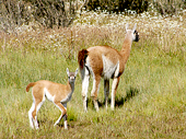 Guanacos-Patagonia Chile